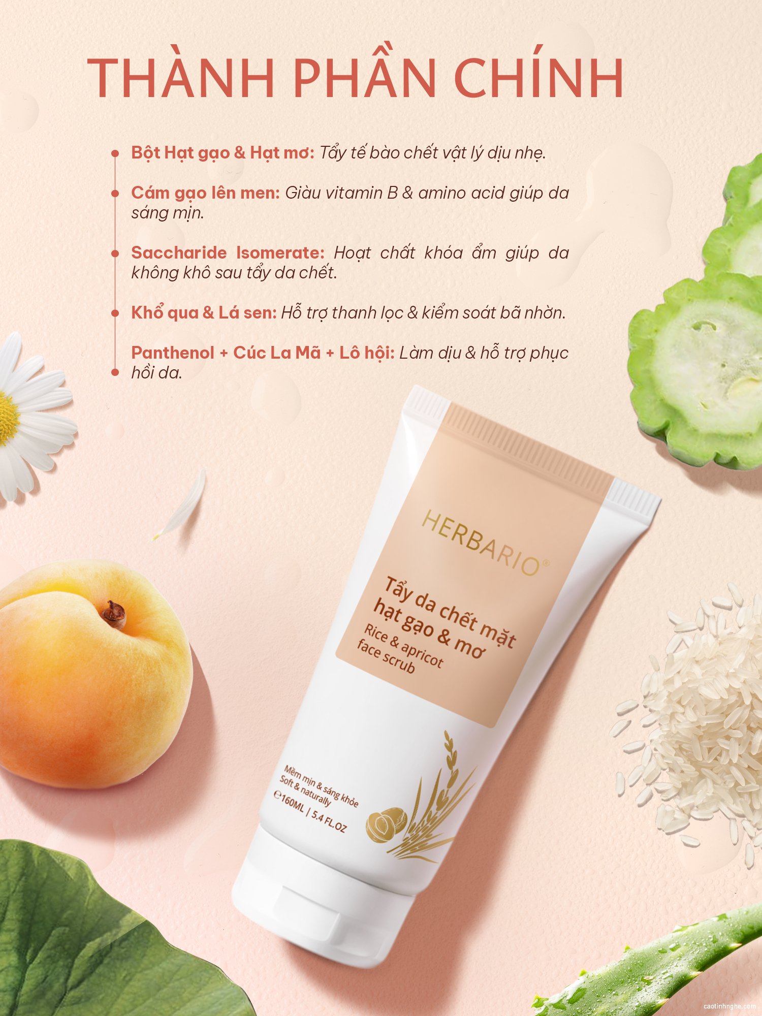 thanh phan tay da chet hat gao va mo Herbario